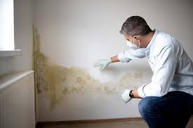 Best Attic Mold Removal in USA